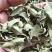 罗布麻实物拍摄祥泰药材栈中药材批发零售实物拍摄量多从优