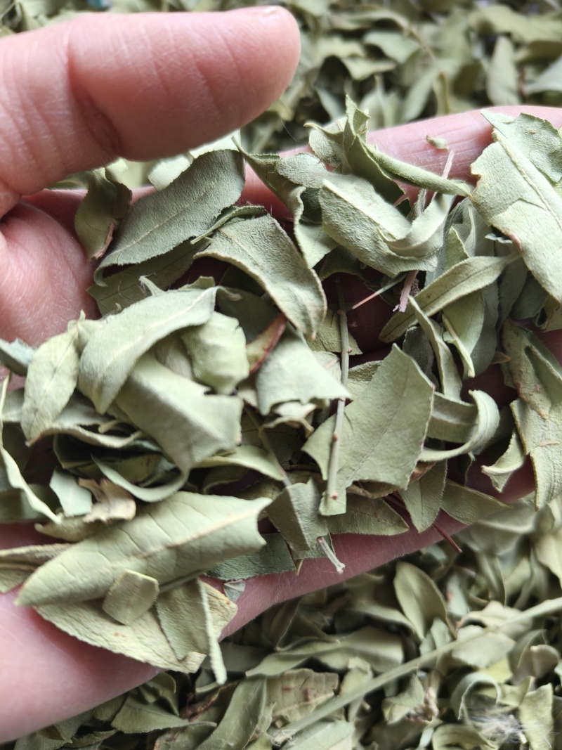 罗布麻实物拍摄祥泰药材栈中药材批发零售实物拍摄量多从优