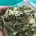 罗布麻实物拍摄祥泰药材栈中药材批发零售实物拍摄量多从优
