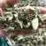 罗布麻实物拍摄祥泰药材栈中药材批发零售实物拍摄量多从优