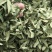 罗布麻实物拍摄祥泰药材栈中药材批发零售实物拍摄量多从优