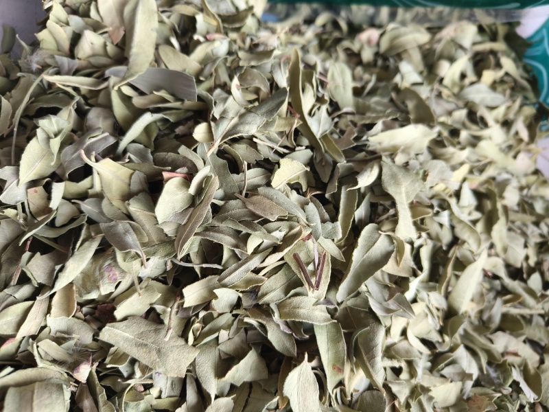 罗布麻实物拍摄祥泰药材栈中药材批发零售实物拍摄量多从优
