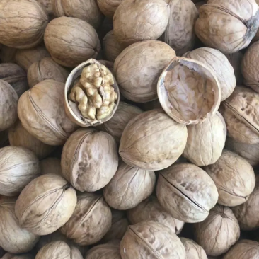 核桃薄皮纸皮干核桃果仁饱满白仁为主薄皮纸皮干核桃薄皮纸皮