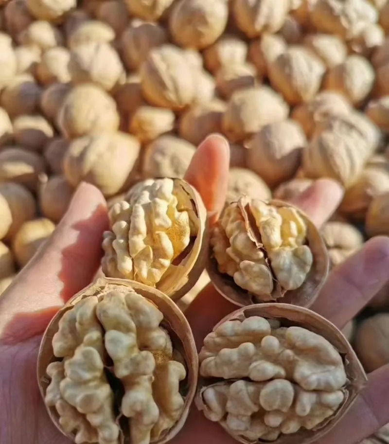 核桃薄皮纸皮干核桃果仁饱满白仁为主薄皮纸皮干核桃薄皮纸皮
