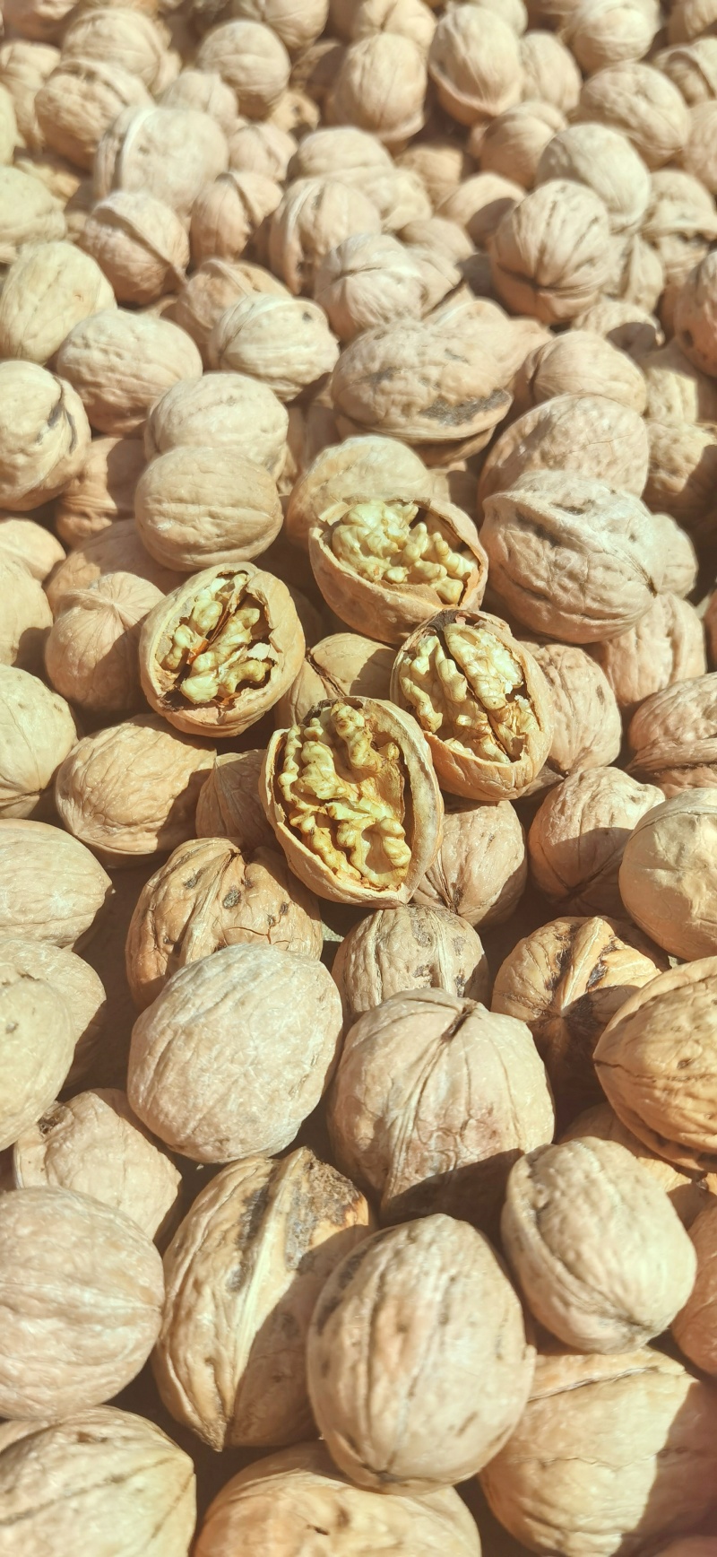 核桃薄皮纸皮干核桃果仁饱满白仁为主薄皮纸皮干核桃薄皮纸皮