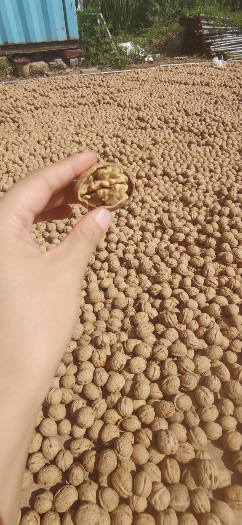 核桃薄皮纸皮干核桃果仁饱满白仁为主薄皮纸皮干核桃薄皮纸皮