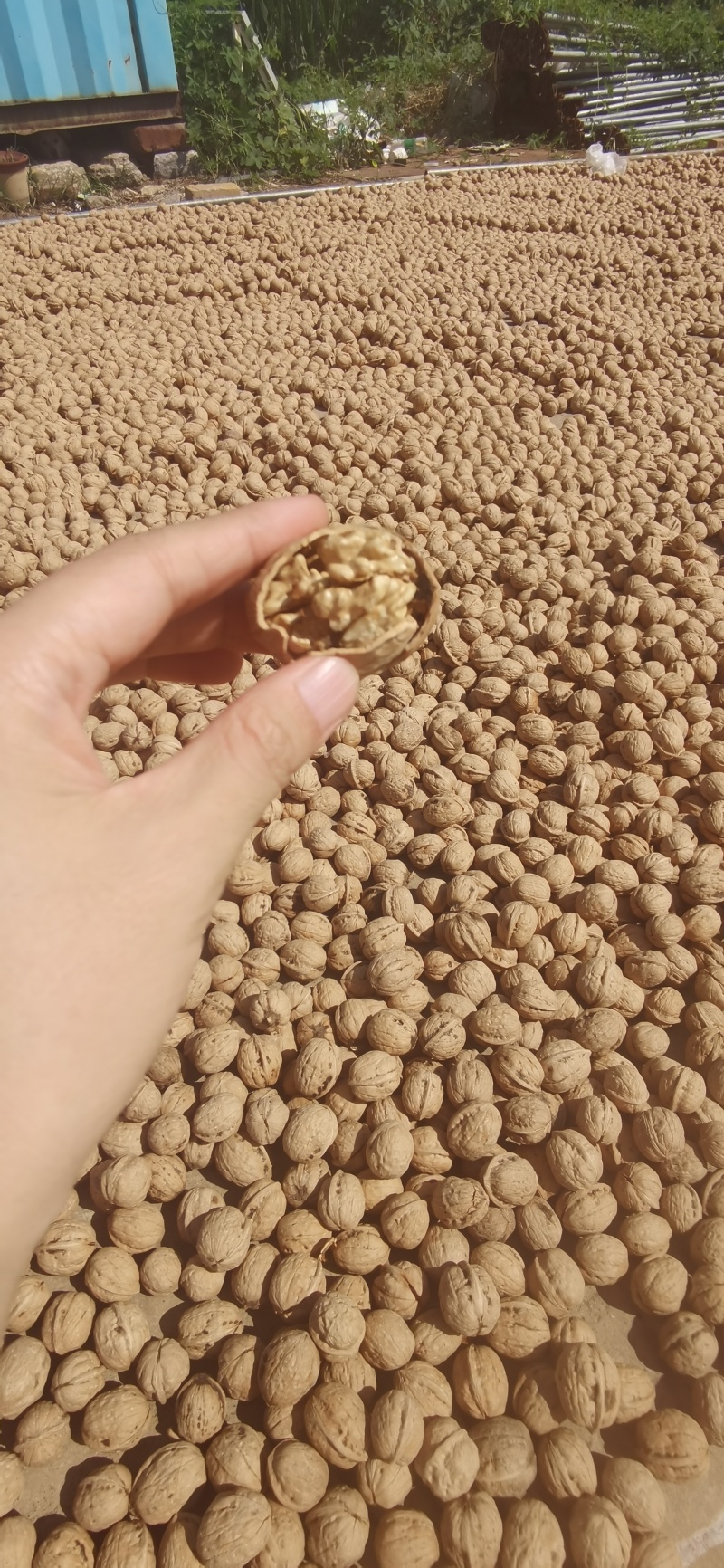 核桃薄皮纸皮干核桃果仁饱满白仁为主薄皮纸皮干核桃薄皮纸皮