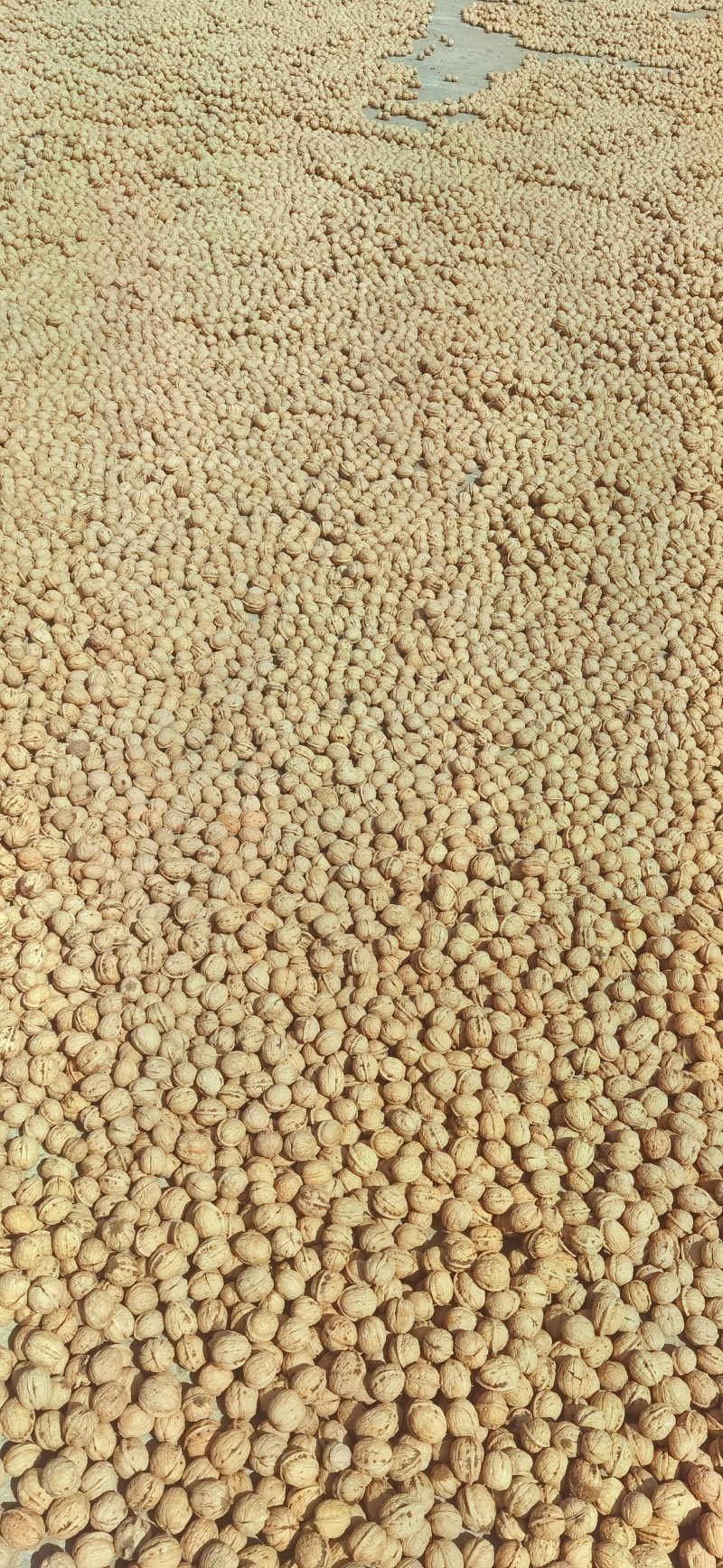 核桃薄皮纸皮干核桃果仁饱满白仁为主薄皮纸皮干核桃薄皮纸皮