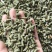 木贼祥泰药材栈中药材批发零售实物拍摄量多从优欢迎咨询