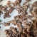 熟牛筋头巴脑无油无水7成熟河北沧州献县厂家直销熟牛蹄筋