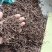 茜草统货祥泰药材栈中药材批发零售实物拍摄量多从优欢迎