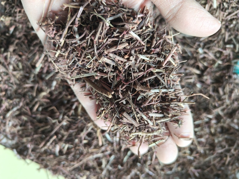 茜草统货祥泰药材栈中药材批发零售实物拍摄量多从优欢迎