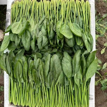 精品菠菜供应中