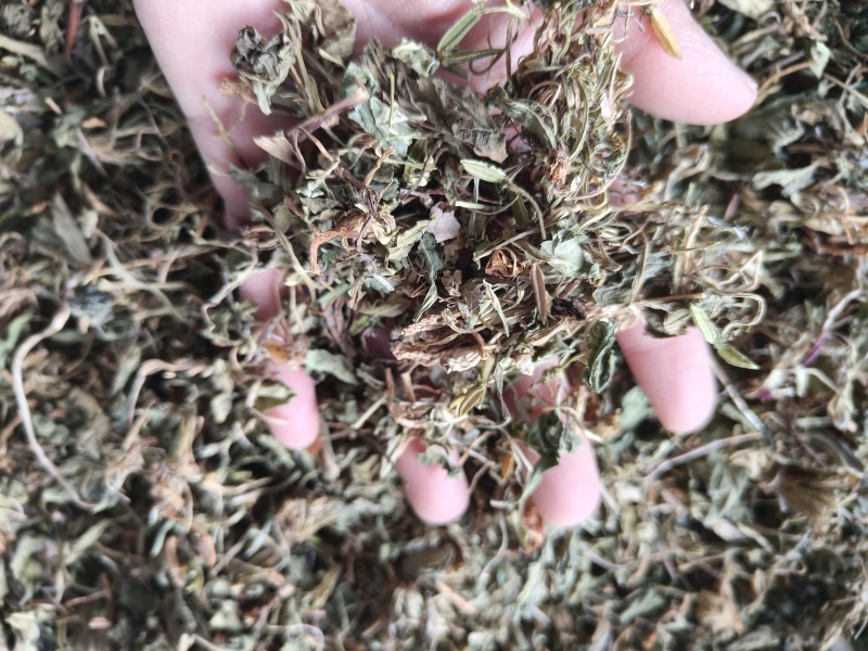 紫花地丁地丁祥泰药材栈中药材批发零售实物拍摄量多从优