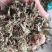 紫花地丁地丁祥泰药材栈中药材批发零售实物拍摄量多从优