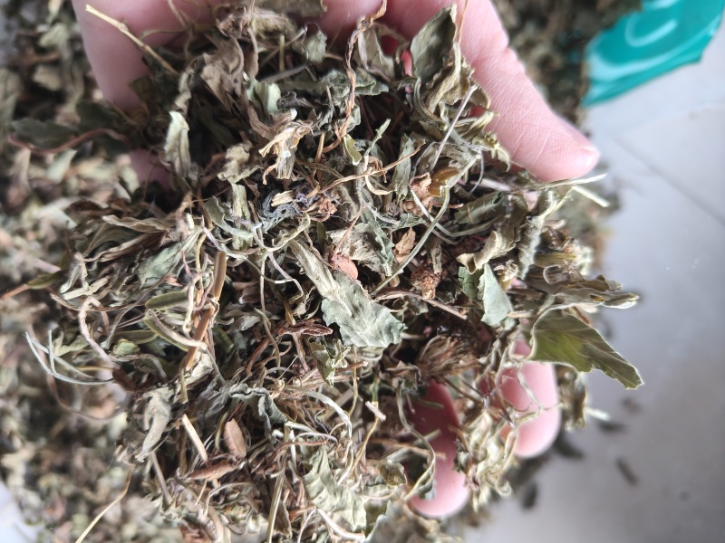 紫花地丁地丁祥泰药材栈中药材批发零售实物拍摄量多从优