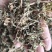 紫花地丁地丁祥泰药材栈中药材批发零售实物拍摄量多从优