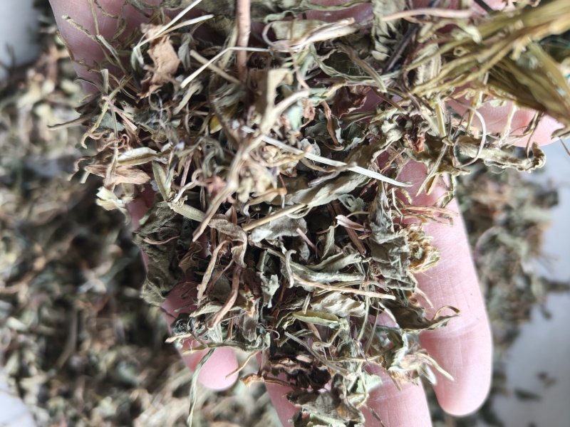 紫花地丁地丁祥泰药材栈中药材批发零售实物拍摄量多从优