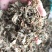 紫花地丁地丁祥泰药材栈中药材批发零售实物拍摄量多从优