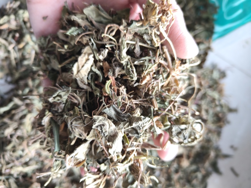 紫花地丁地丁祥泰药材栈中药材批发零售实物拍摄量多从优