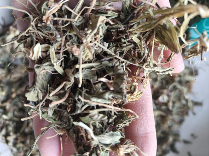 紫花地丁地丁祥泰药材栈中药材批发零售实物拍摄量多从优