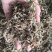 紫花地丁地丁祥泰药材栈中药材批发零售实物拍摄量多从优