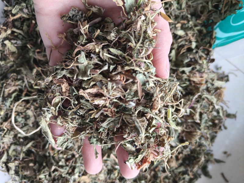 紫花地丁地丁祥泰药材栈中药材批发零售实物拍摄量多从优