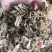 紫花地丁地丁祥泰药材栈中药材批发零售实物拍摄量多从优