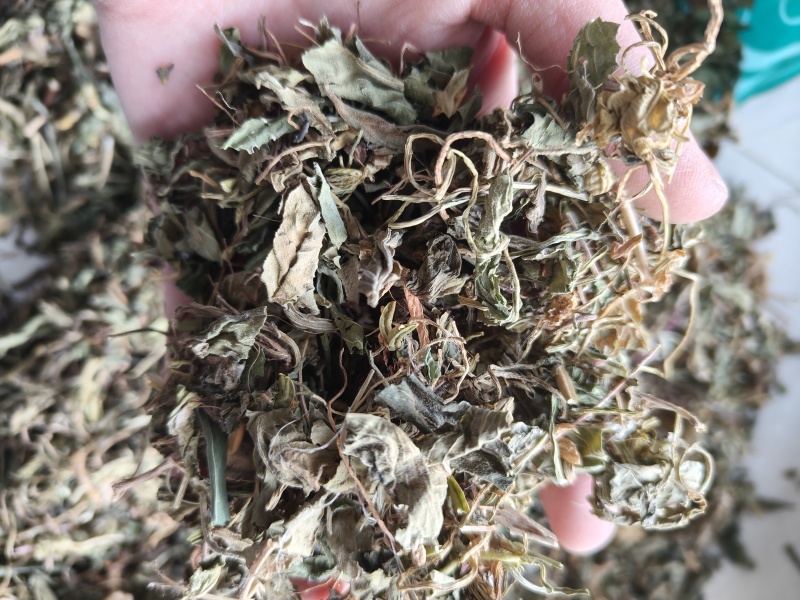 紫花地丁地丁祥泰药材栈中药材批发零售实物拍摄量多从优