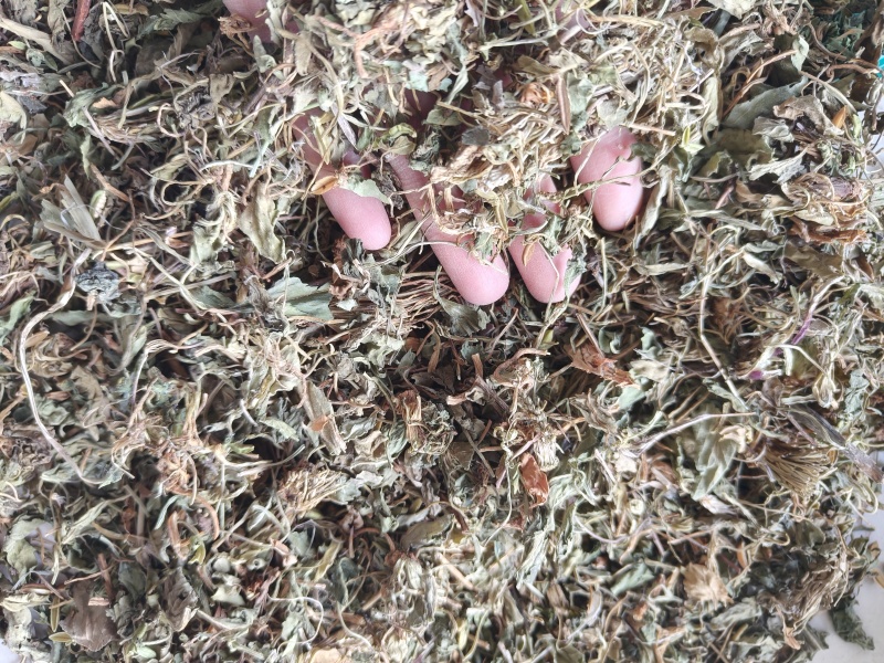 紫花地丁地丁祥泰药材栈中药材批发零售实物拍摄量多从优