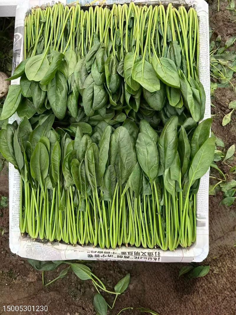 精品菠菜供应中