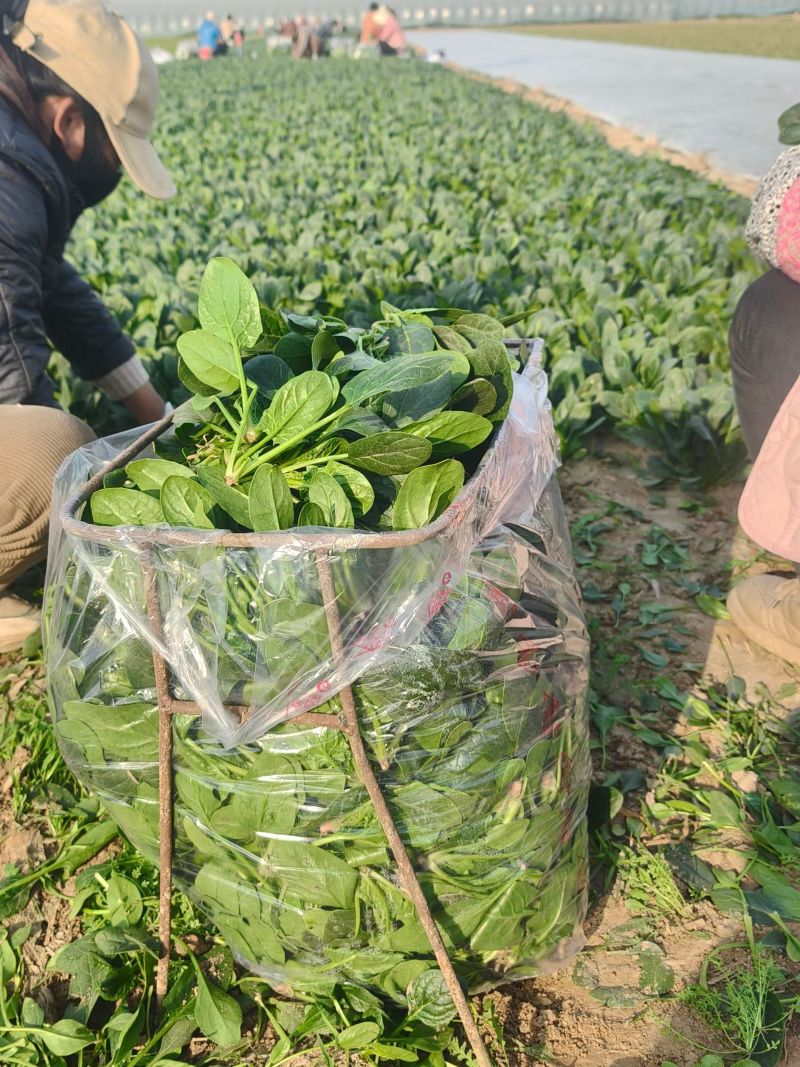 精品菠菜供应中