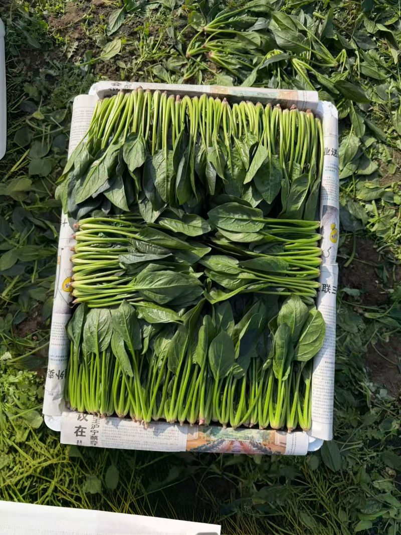 精品菠菜供应中