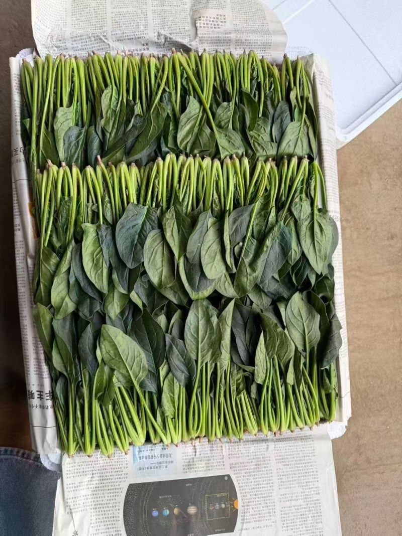 精品菠菜供应中