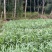 甜麦菜