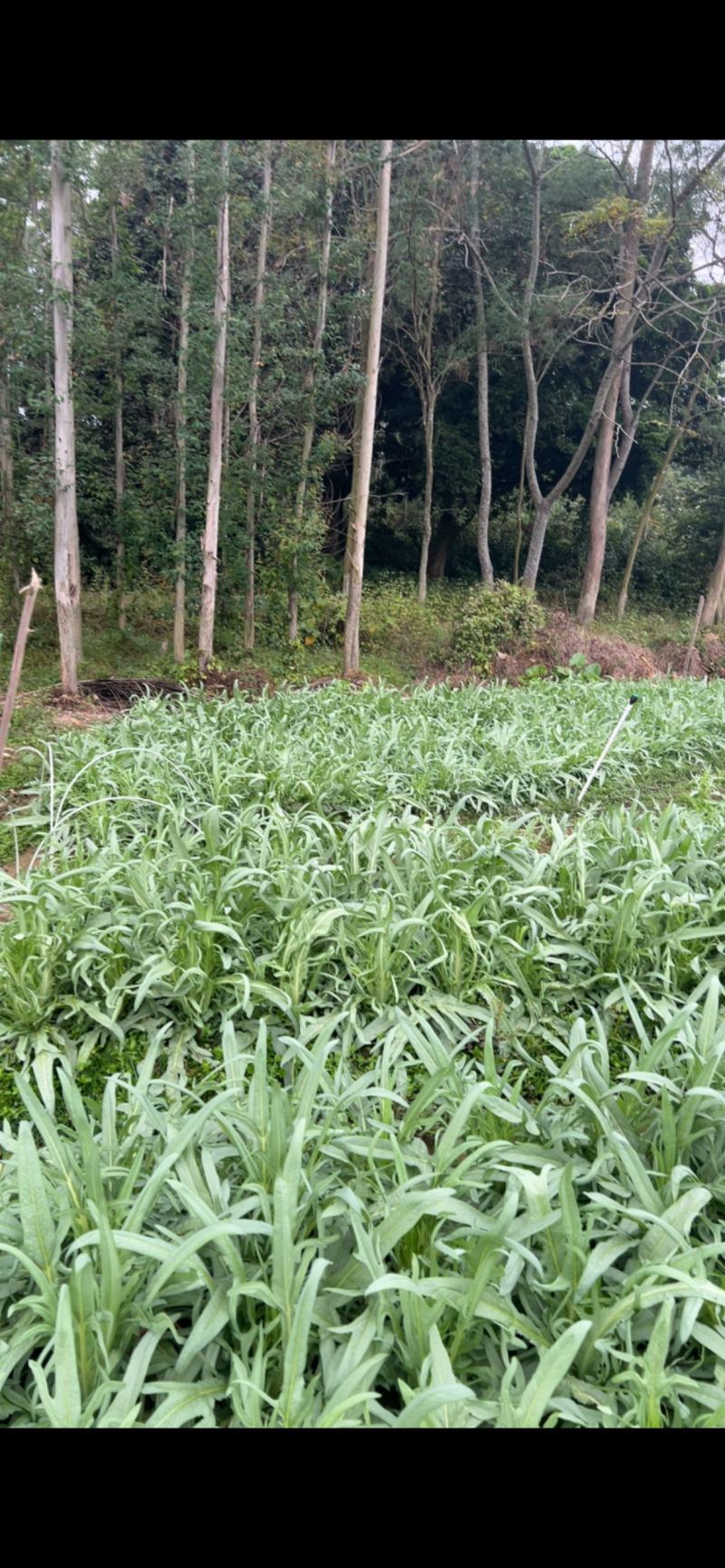 甜麦菜