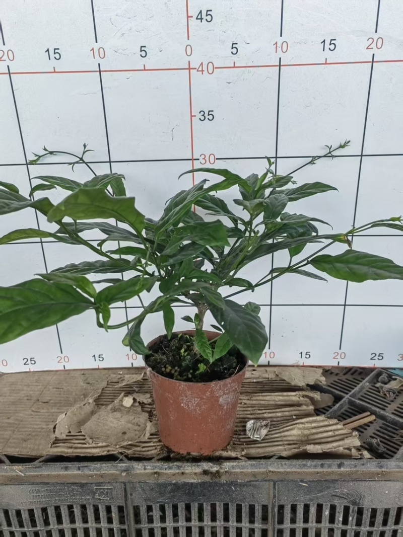 120垂丝茉莉一件25盆，规格齐全广州基地直发