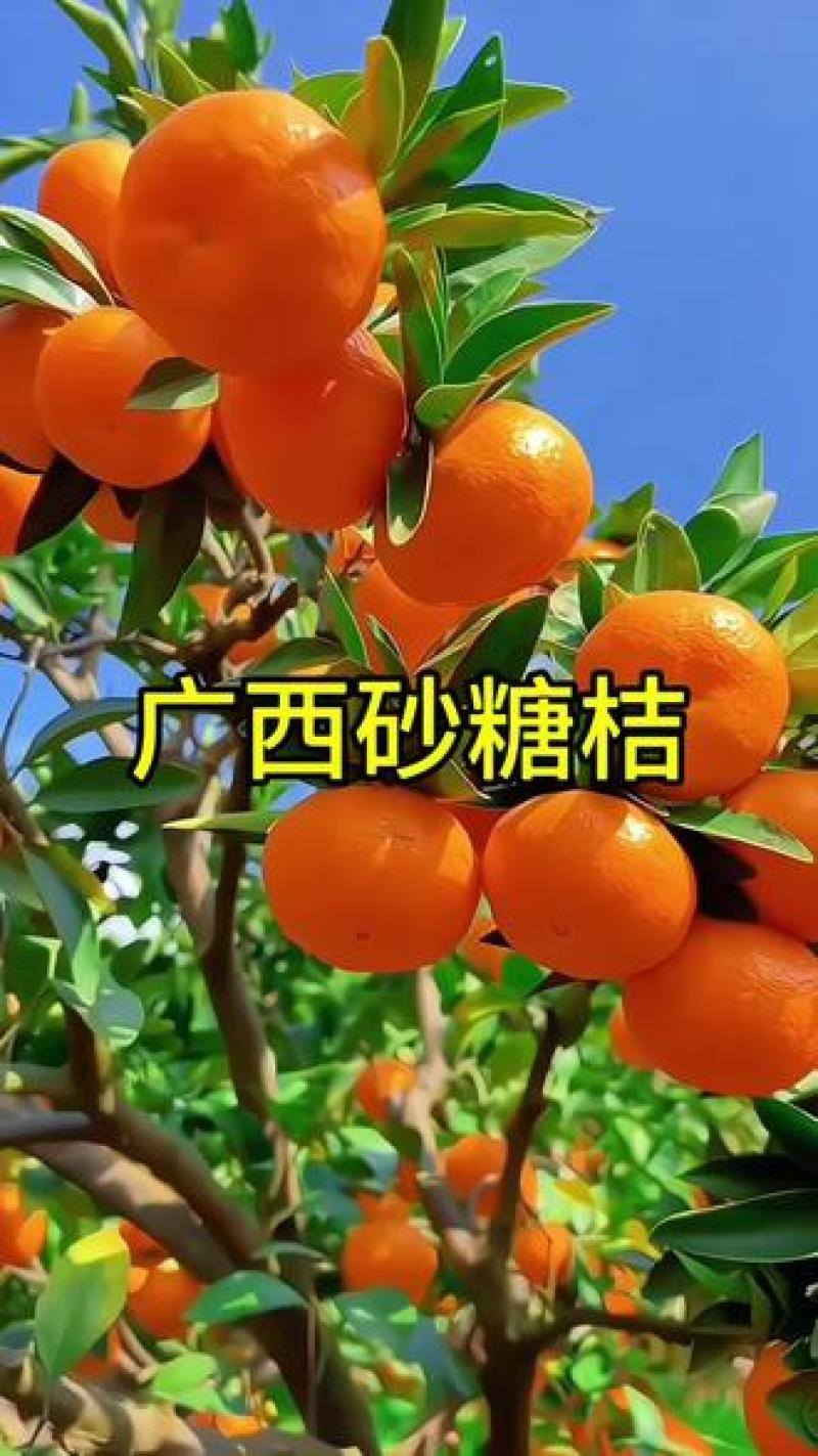 【电商】武鸣沙糖桔支持各大电商平台多多仓产地直发