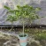 120垂丝茉莉一件25盆，规格齐全广州基地直发