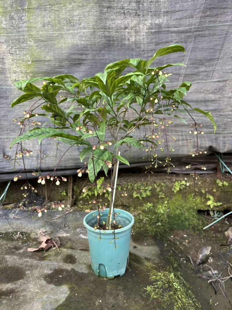120垂丝茉莉一件25盆，规格齐全广州基地直发