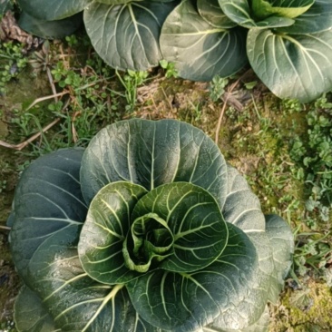 露天蔬菜苏州青