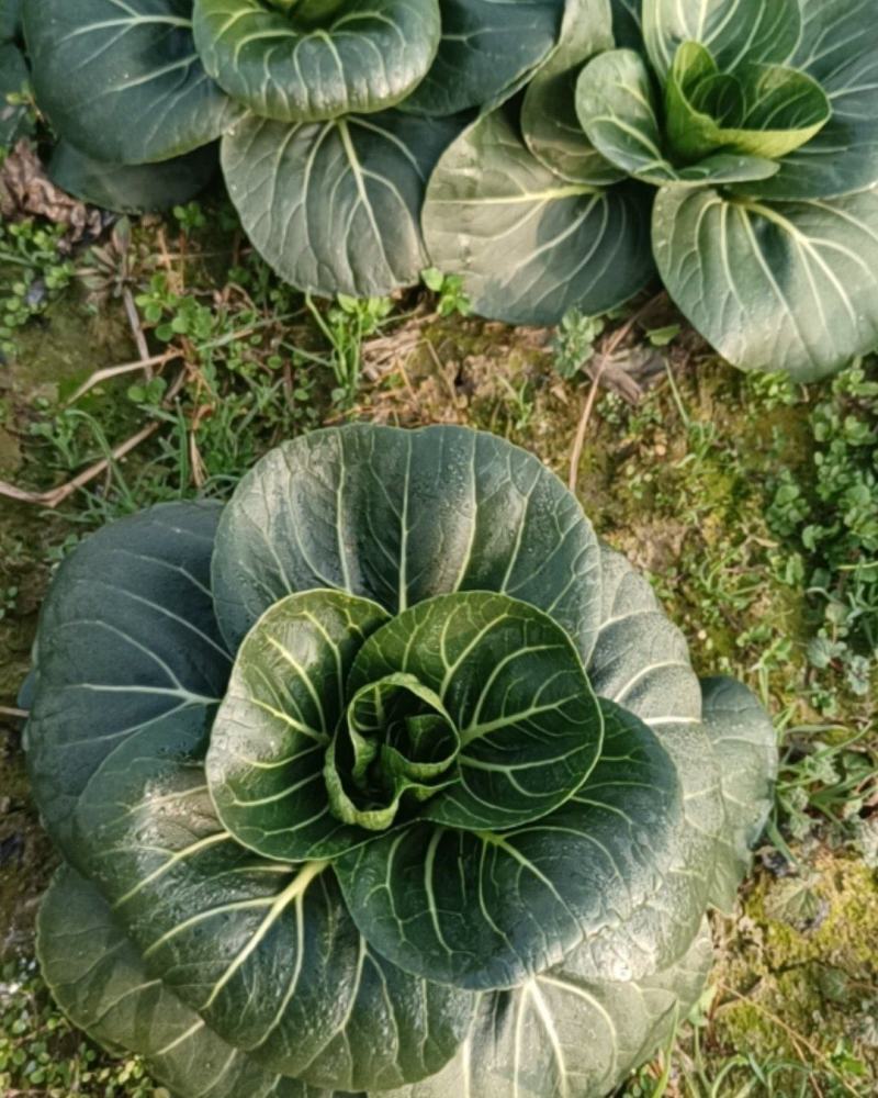 露天蔬菜苏州青