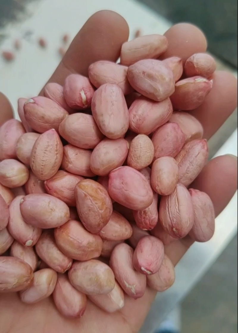 花生米鲁花白沙商品精选8个筛上过筛色选米