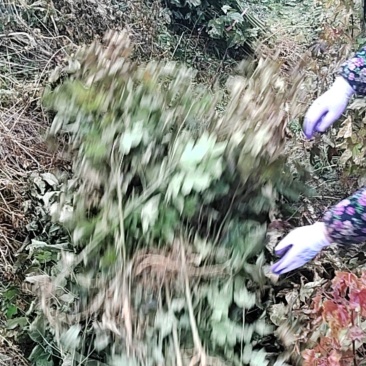 枫香备货
