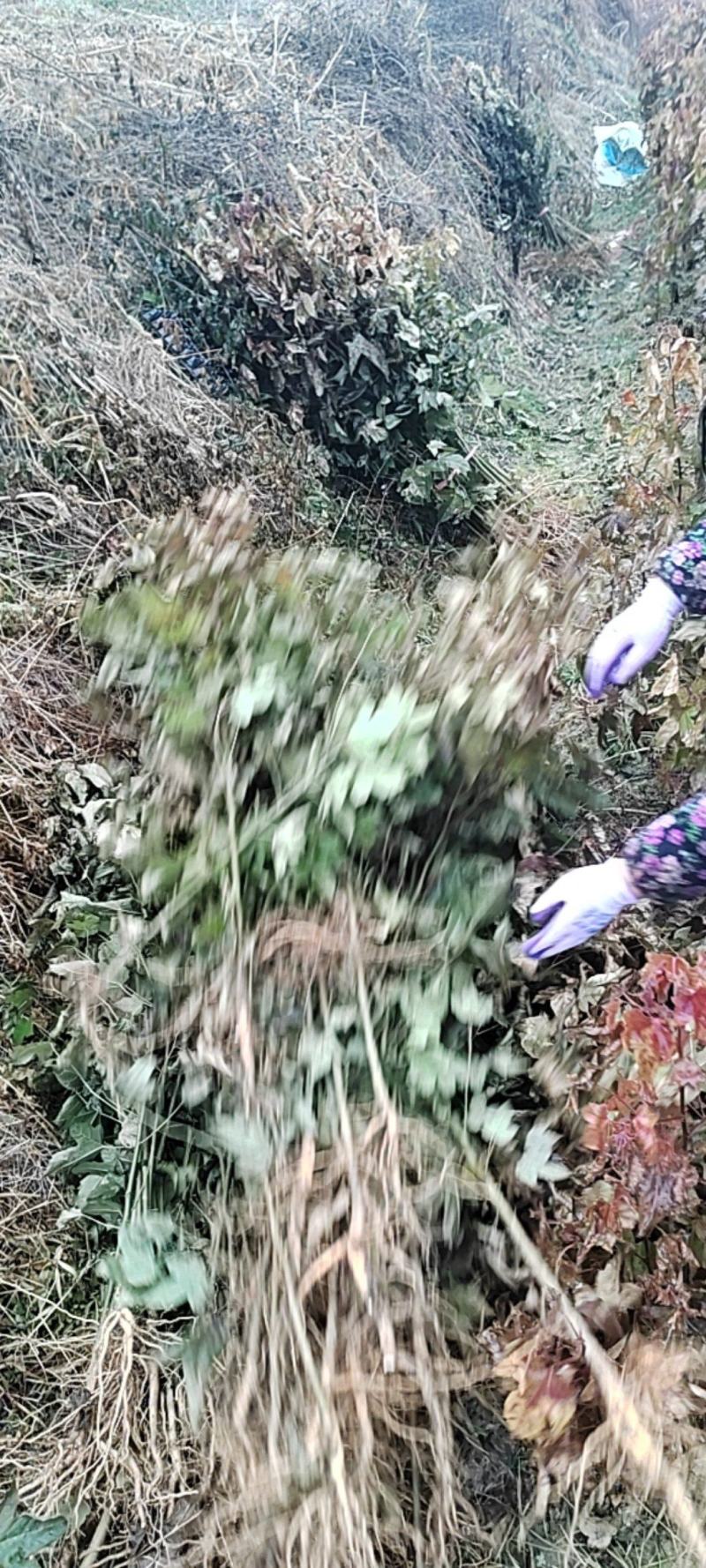 枫香备货
