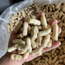 花生果带壳花生鲁花白沙四粒红带壳花生挑拣