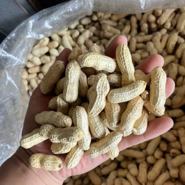 花生果带壳花生鲁花白沙四粒红带壳花生挑拣
