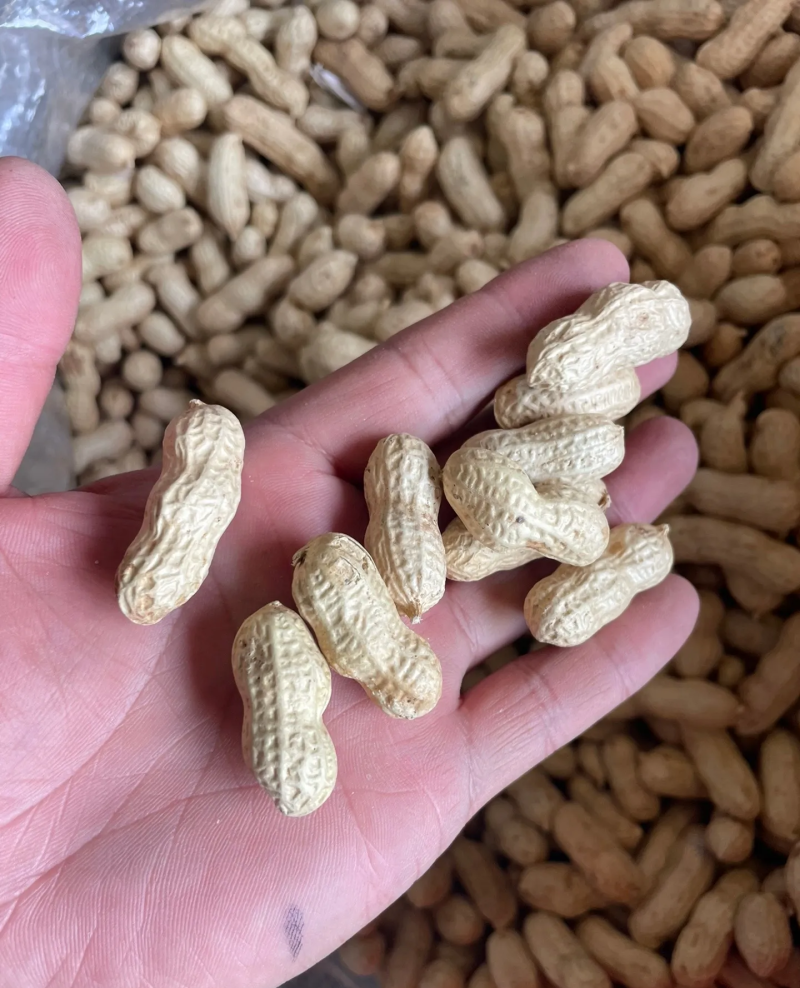 花生果带壳花生鲁花白沙四粒红带壳花生挑拣