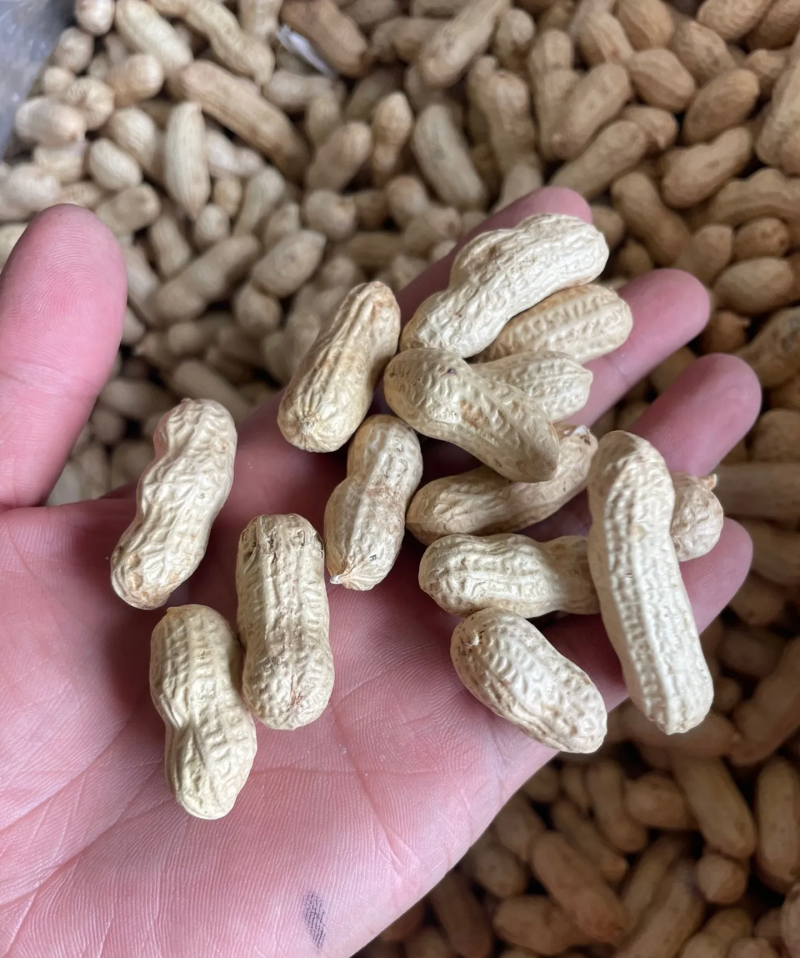 花生果带壳花生鲁花白沙四粒红带壳花生挑拣