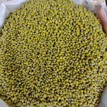 绿豆明豆中粒绿豆明豆中粒明豆中粒绿豆明绿豆